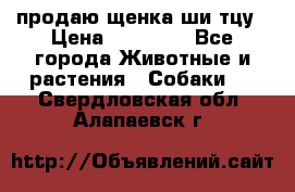 продаю щенка ши-тцу › Цена ­ 10 000 - Все города Животные и растения » Собаки   . Свердловская обл.,Алапаевск г.